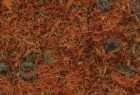 CALENDULA Fiori TT